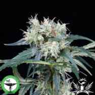 Finest Medicinal Seeds Northern Lights 5 Haze