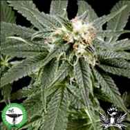 Finest Medicinal Seeds Peace Maker