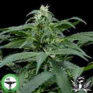 Finest Medicinal Seeds Skunk NL