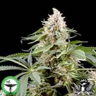 Finest Medicinal Seeds White Rhino