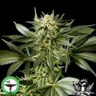 Finest Medicinal Seeds White Widow