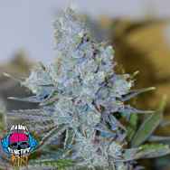 Dank Genetics Seeds Fire Fighter OG