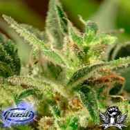 Flash Autoflowering Seeds Tutti Frutti