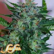 Samsara Seeds Flash Babylon Automatic