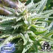 Flash Autoflowering Seeds Santa