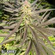 DJ Short Seeds Flo