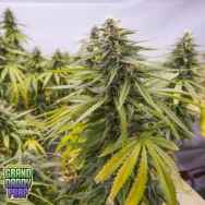 GrandDaddy Purple Seeds Flower Child