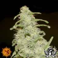 Barneys Farm Seeds Flower Power