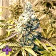 Gage Green Seeds Foo Fighter