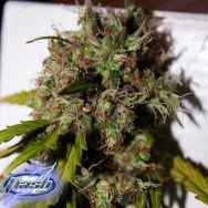 Flash Autoflowering Seeds Formula One