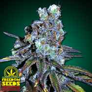 Freedom Seeds FreeBD