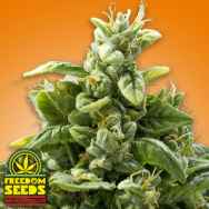 Freedom Seeds Freedom Squeeze aka Cheese