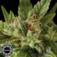 Dinafem Seeds Fruit AUTOMATIC