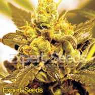 Expert Seeds Fruit Salad