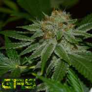 Garden Ablaze Seeds (GAS) Fruitcake