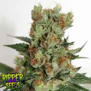 Ripper Seeds Fuel OG