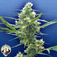 Flying Dutchmen Seeds Fumar Con Dios