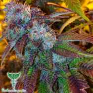 Dankonomics Genetics Seeds Funkdawg Clusterfunk