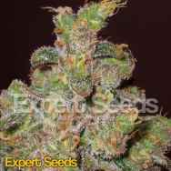 Expert Seeds Cheese