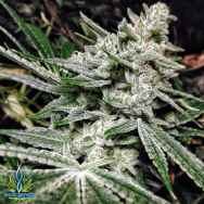 Exotic Genetix Seeds Future