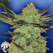 Flying Dutchmen Seeds G Force