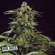 Mr Nice Seeds G13 Skunk