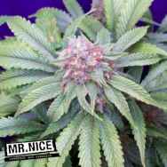 Mr Nice Seeds G13 Widow