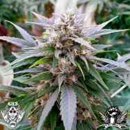 G13 Labs Seeds Hypnotic