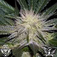 G13 Labs Seeds Sour AK