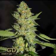 Green Devil Seeds GD Town