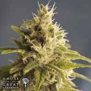 House of the Great Gardener Seeds GG #1