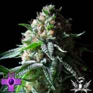 Gage Green Seeds Bianca Fire