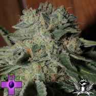 Gage Green Seeds Banana Puff