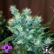 Gage Green Seeds Bastards Series Cerberus