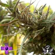 Gage Green Seeds Bastards Series Colombian Black