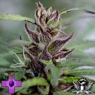 Gage Green Seeds Bastards Series Colombian Gold