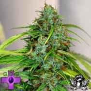 Gage Green Seeds Bastards Series OS Afghan Haze