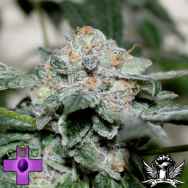 Gage Green Seeds Blackberry Pie