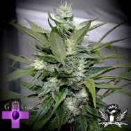 Gage Green Seeds Blue Flame
