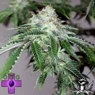 Gage Green Seeds Bright Moments