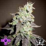 Gage Green Seeds Burgundy