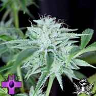 Gage Green Seeds Candy Drop