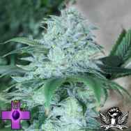 Gage Green Seeds Daybreaker