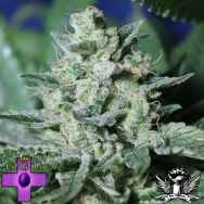 Gage Green Seeds Cherry Puff