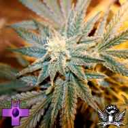 Gage Green Seeds Cindy La Pew