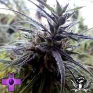 Gage Green Seeds Colombian Gold