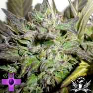 Gage Green Seeds Flight 813
