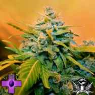 Gage Green Seeds Flying Hammer