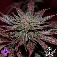 Gage Green Seeds Mendo Montage F2