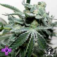 Gage Green Seeds Grape Stomper BX2